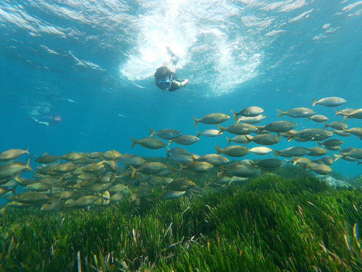 snorkel